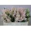 product/img.floraplaza.nl/LASTIEUR5-LIVE_fotos-0xDF7A56DBF03AE1385B214AF6E99033B344F9004C.jpg