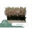product/img.floraplaza.nl/LASTIEUR6-LIVE_fotos-0x2160BD8E1B644406A49343C3E0E125CBB6CA3503.jpg