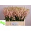 product/img.floraplaza.nl/LASTIEUR6-LIVE_fotos-0x3B8434128FCE773023D710561803AB80A2AD3529.jpg