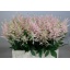 product/img.floraplaza.nl/LASTIEUR6-LIVE_fotos-0x5DAAA3BA37D1469468CBB8F9DC89908228EF3DAB.jpg