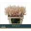 product/img.floraplaza.nl/LASTIEUR6-LIVE_fotos-0x744BC4A0194B1D207243BB25C2277EC1E4CE5BF4.jpg