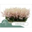 product/img.floraplaza.nl/LASTIEUR6-LIVE_fotos-0x8E35339848E1962CF44D6F7DA2494FA922BD1442.jpg