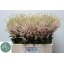 product/img.floraplaza.nl/LASTIEUR6-LIVE_fotos-0xAC24002006A5BB9C1BA250E81F331A5CE12775F7.jpg