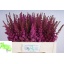 product/img.floraplaza.nl/LASTIMAGD55-LIVE_fotos-0xF1BC66BD0FC2F7933C3FE17CF4409DBF278D1F69.jpg
