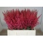 product/img.floraplaza.nl/LASTIPAUG5-LIVE_fotos-0xB1ADA0F1ED102FBF2588DD03EED116E8F52F3F29.jpg
