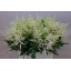 product/img.floraplaza.nl/LASTIWAS4-LIVE_fotos-0x09FFF01C590BA000D4EB32AB9BF12048BD3795C3.jpg