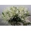 product/img.floraplaza.nl/LASTIWAS4-LIVE_fotos-0xF5A40AFC196873DDECE81AB94E4D81AAD2E72975.jpg