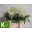 product/img.floraplaza.nl/LASTIWAS4-LIVE_fotos-0xF6A28CD19DB51D993A646D08FFEDE6FADE8CC858.jpg