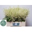 product/img.floraplaza.nl/LASTIWAS6-LIVE_fotos-0x20BAEBA2FA572AB0CC4A2205CC99D0E6977D3B14.jpg