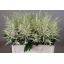 product/img.floraplaza.nl/LASTIWAS6-LIVE_fotos-0x7940D55B61D93D9DFB64B203F381169958951D1B.jpg