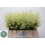 product/img.floraplaza.nl/LASTIWAS6-LIVE_fotos-0xB8F60DC6152DEFFAA01EFDB4D2297C1F653568C4.jpg
