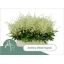 product/img.floraplaza.nl/LASTIWAS6-LIVE_fotos-0xC6A8D8568F41EF98B2189A7148B076D57BAE96E7.jpg