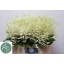 product/img.floraplaza.nl/LASTIWAS6-LIVE_fotos-0xD25F92493228FD458AC1FA4DDF28AFCC48E3DE3D.jpg