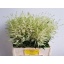 product/img.floraplaza.nl/LASTIWAS6-LIVE_fotos-0xFD0309317FD33F18B398B0B3969F98251DBDA26F.jpg