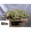 product/img.floraplaza.nl/LASTSHA5-LIVE_fotos-0x362D7D06AFF66749569BBEEF46D6C4A35A469A44.jpg