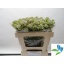 product/img.floraplaza.nl/LASTSHA5-LIVE_fotos-0xE057C77554FEB68A3086FEAEA59717E0F4CF50A2.jpg