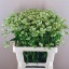 product/img.floraplaza.nl/LASTSHA55-LIVE_fotos-0x73B0254D723969FB7646A26BE83A29D416B57BBE.jpg