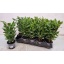 product/img.floraplaza.nl/LAU11-LIVE_fotos-0xA27139BB68CC0CA05AFBBA45E6C62AC0322AEAA3.jpg