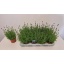 product/img.floraplaza.nl/LAV12ARDB-LIVE_fotos-0x405F5B7AB0ADE038786DE2355A0381E3EB68FEE7.jpg