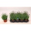 product/img.floraplaza.nl/LAV12ARDB-LIVE_fotos-0x584AEF4D6AD2EBD515B7B0AF58F6DB74B34FCC8A.jpg