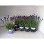 product/img.floraplaza.nl/LAVHID12-LIVE_fotos-0x2F851A87CF3BE4313B42785A7E17E2C8A96A4423.jpg