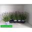 product/img.floraplaza.nl/LAVHID12-LIVE_fotos-0x3127E3A79AC6DD9B5D655FAF1E2217E1217B3CE6.jpg