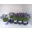 product/img.floraplaza.nl/LAVHID12-LIVE_fotos-0x4C2AC66C3D27EB23410D8EBC57E9269A0C6A8234.jpg
