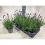 product/img.floraplaza.nl/LAVHID12-LIVE_fotos-0xDBEA528C1459203734BD2384230E6FEC2C725316.jpg