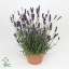 product/img.floraplaza.nl/LAVHID13-ART_fotos-vbn30000-vbn33689.jpg