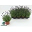 product/img.floraplaza.nl/LAVHID13-LIVE_fotos-0x2478FDFC5E060F934E556D4557D45179DA38EF58.jpg