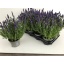 product/img.floraplaza.nl/LAVHID13-LIVE_fotos-0x3113564600F91F416A128FEF7A59ACF146B0380A.jpg