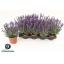 product/img.floraplaza.nl/LAVHID13-LIVE_fotos-0x7FF3A294682608F85CB68FC9D2AF5BB22F9D8C9C.jpg