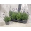 product/img.floraplaza.nl/LAVHID13-LIVE_fotos-0x9BCC01B634EA17F8FF2C8B05727384814F907CD0.jpg