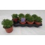 product/img.floraplaza.nl/LAVHID13-LIVE_fotos-0xDF4FBA4099A0FC5B85BDC2ED4DAE6D33527A6A40.jpg