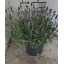 product/img.floraplaza.nl/LAVHID23-LIVE_fotos-0xFB576B68551F8F49E3FCE8A9C4A7799CBA13F464.jpg