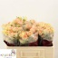 product/img.floraplaza.nl/LAZO5-LIVE_fotos-0x4ABC6913D35BD635E57EE6F0D985DE54B128A682.jpg
