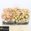 product/img.floraplaza.nl/LAZO5-LIVE_fotos-0x807B6DB3EE1F5A2CAFB2E5A6BFB6C045E212A2B4.jpg