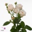 product/img.floraplaza.nl/LBOMB5-ART_Fotos-VBN-vbn104805.jpg