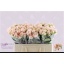 product/img.floraplaza.nl/LBOMB5-LIVE_fotos-0xB3CE69A49136023F56DDB9B8B624AE73A480A823.jpg