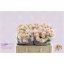 product/img.floraplaza.nl/LBOMB5-LIVE_fotos-0xBB55FF20CDB925623DBF73D928160F1D0E3D257C.jpg