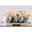 product/img.floraplaza.nl/LBOMB6-LIVE_fotos-0x8B112C1678B6D5A50CFF36F8C1E02C0AFA1523A7.jpg