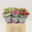 product/img.floraplaza.nl/LBOU4-LIVE_fotos-0xBEC45ECEA3ECDA9469F41CAF303C0C9397AABDDF.jpg