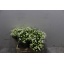 product/img.floraplaza.nl/LBOU4WHIS-LIVE_fotos-0xC4B815E611CB8E1962B8F9B103A1A6D495A2F86A.jpg