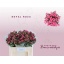 product/img.floraplaza.nl/LBOUROZ5-LIVE_fotos-0x01B62F4129984E53BE0B811C445D855DA777FB2A.jpg