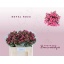 product/img.floraplaza.nl/LBOUROZ5-LIVE_fotos-0x3BC5D50A6FF0CF331A16D6AE9A984E94D9BF133F.jpg