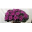 product/img.floraplaza.nl/LBRA6FIRL-LIVE_fotos-0x89EDBEC173D46C061A50EAADC6F2CED161B98FAB.jpg