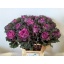 product/img.floraplaza.nl/LBRA6FIRL-LIVE_fotos-0xB5AB0FF930CBD73F7F28F9E65048DBABDCDEA4EE.jpg