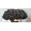 product/img.floraplaza.nl/LBRA7BLAL-LIVE_fotos-0xA9B7ED604AE61C6C13AE815CCAD2342BBB1B7E57.jpg