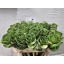product/img.floraplaza.nl/LBRA7EMPA-LIVE_fotos-0x3B8E1B6907C9BE05ADB3874A2A1E69C271EC6AC3.jpg