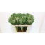 product/img.floraplaza.nl/LBRACRAK6-LIVE_fotos-0x9BA472EB0E8C30B8D4E9D4DC4EA4CD62E68B6BF8.jpg